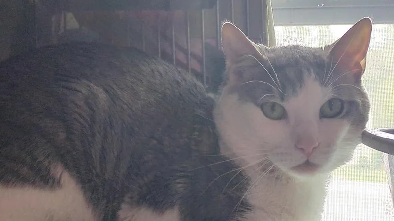 A young medium-sized male Gray & White Domestic Short Hair cat named Frosted Sprinkle Cookie for adoption in Papillion, NE