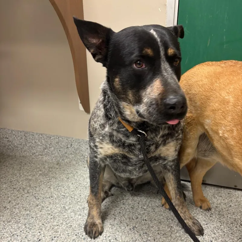 An adult large-sized male Black Australian Cattle Dog / Blue Heeler dog named Raven for adoption in Reno, NV
