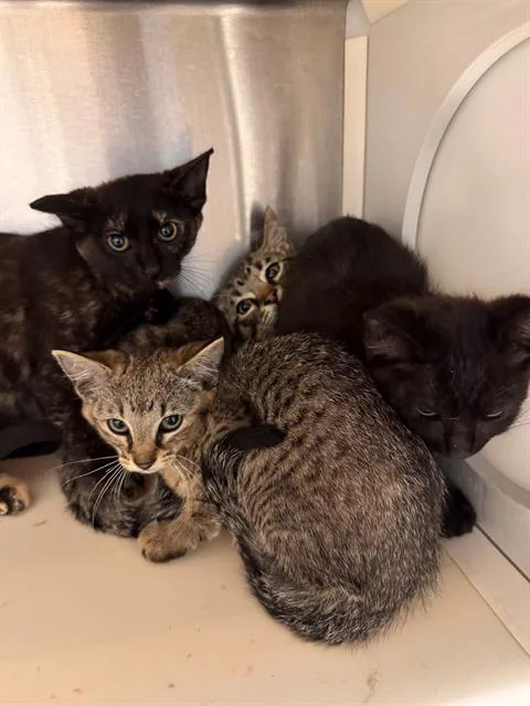 A baby small-sized male Domestic Short Hair cat named Newton for adoption in Tustin, CA