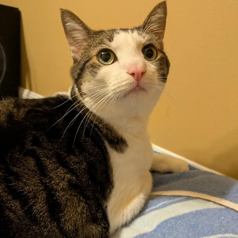 A senior extra large-sized male Domestic Short Hair cat named Moose for adoption in Cumming, GA