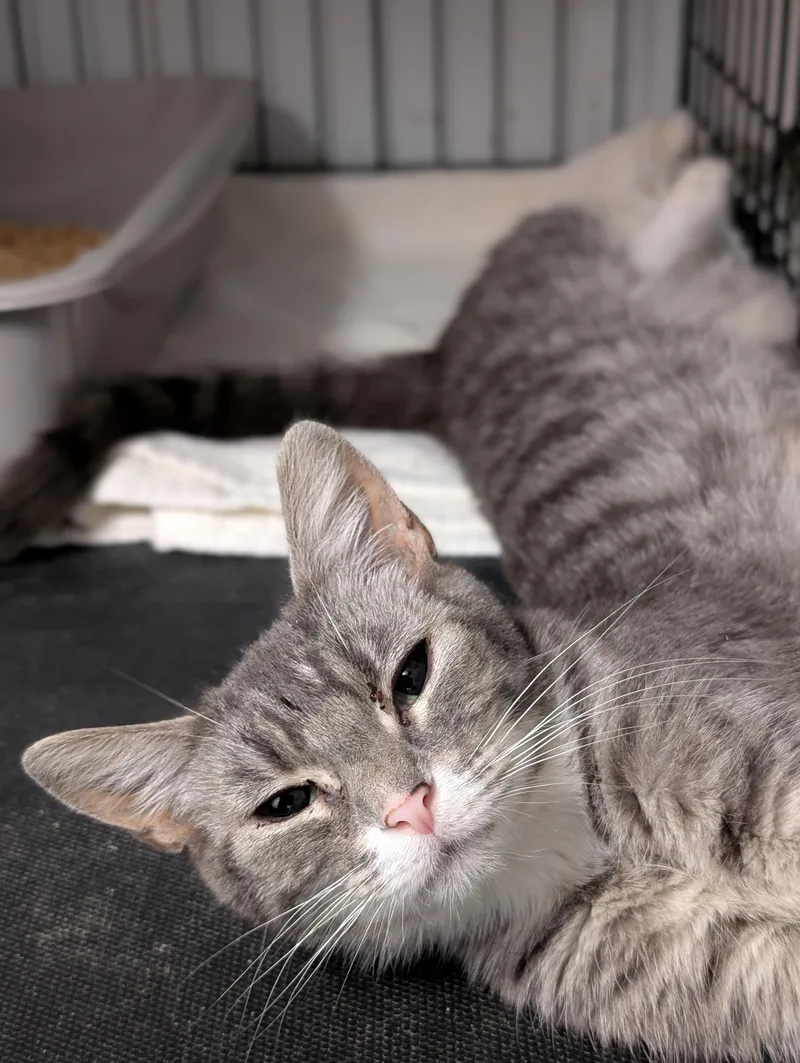 A young medium-sized female Tabby (Gray / Blue / Silver) Domestic Short Hair cat named Basil for adoption in Tilton, IL