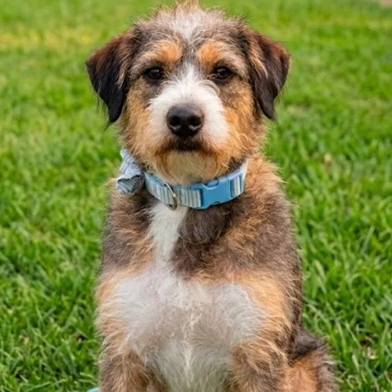 An adult medium-sized female Terrier dog named Thelma for adoption in Toledo, OH