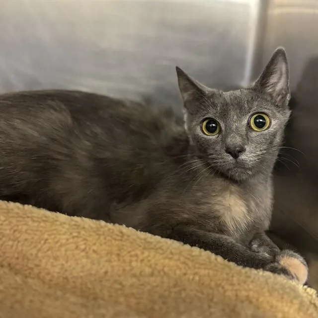 A young medium-sized female Domestic Short Hair cat named Misty for adoption in Huntsville, AL