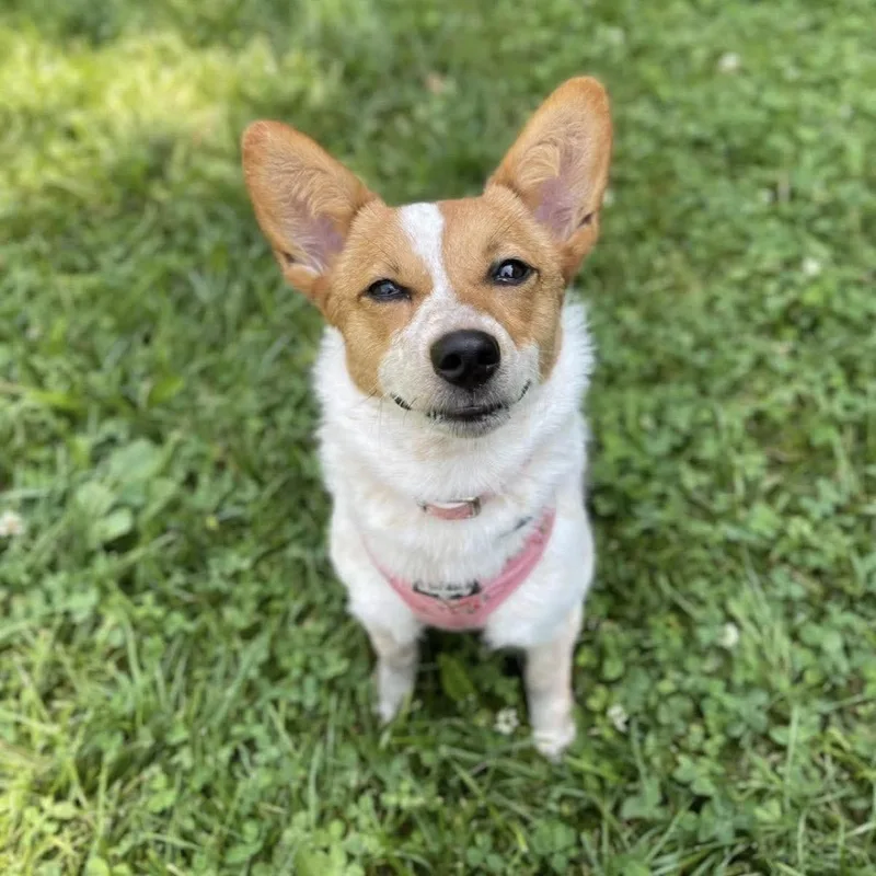 An adult small-sized female Pembroke Welsh Corgi dog named Stella for adoption in Hamilton , NJ