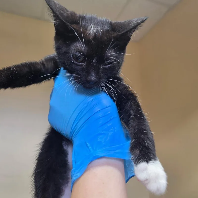 A baby small-sized female Domestic Short Hair cat named Blossom for adoption in Corinth, MS