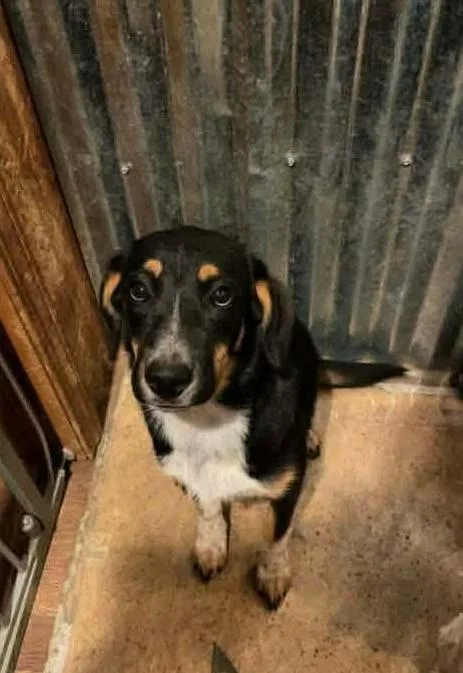 A baby medium-sized female Tricolor (Brown, Black, & White) Mixed Breed dog named Ruby Dress for adoption in Waunakee, WI