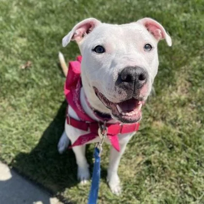 A young large-sized female Mixed Breed dog named Sugar Cookie for adoption in Merriam, KS