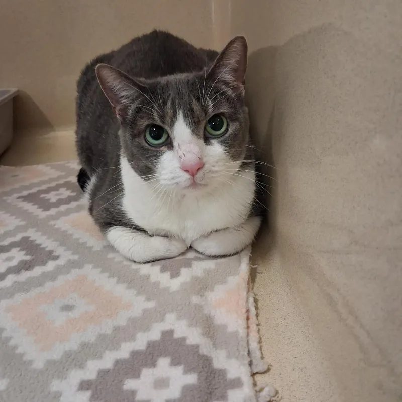 A senior medium-sized female Domestic Short Hair cat named Catnip Belle for adoption in Gautier, MS