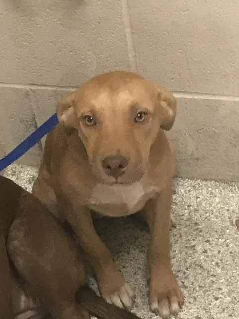 A young small-sized female Labrador Retriever dog named Patrice for adoption in Conroe, TX
