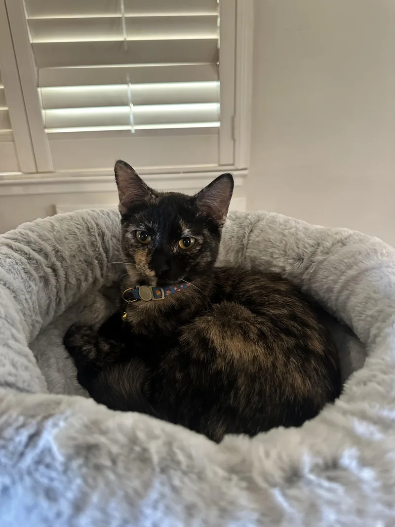A young small-sized female Tortoiseshell cat named Harriet for adoption in Crockett, CA