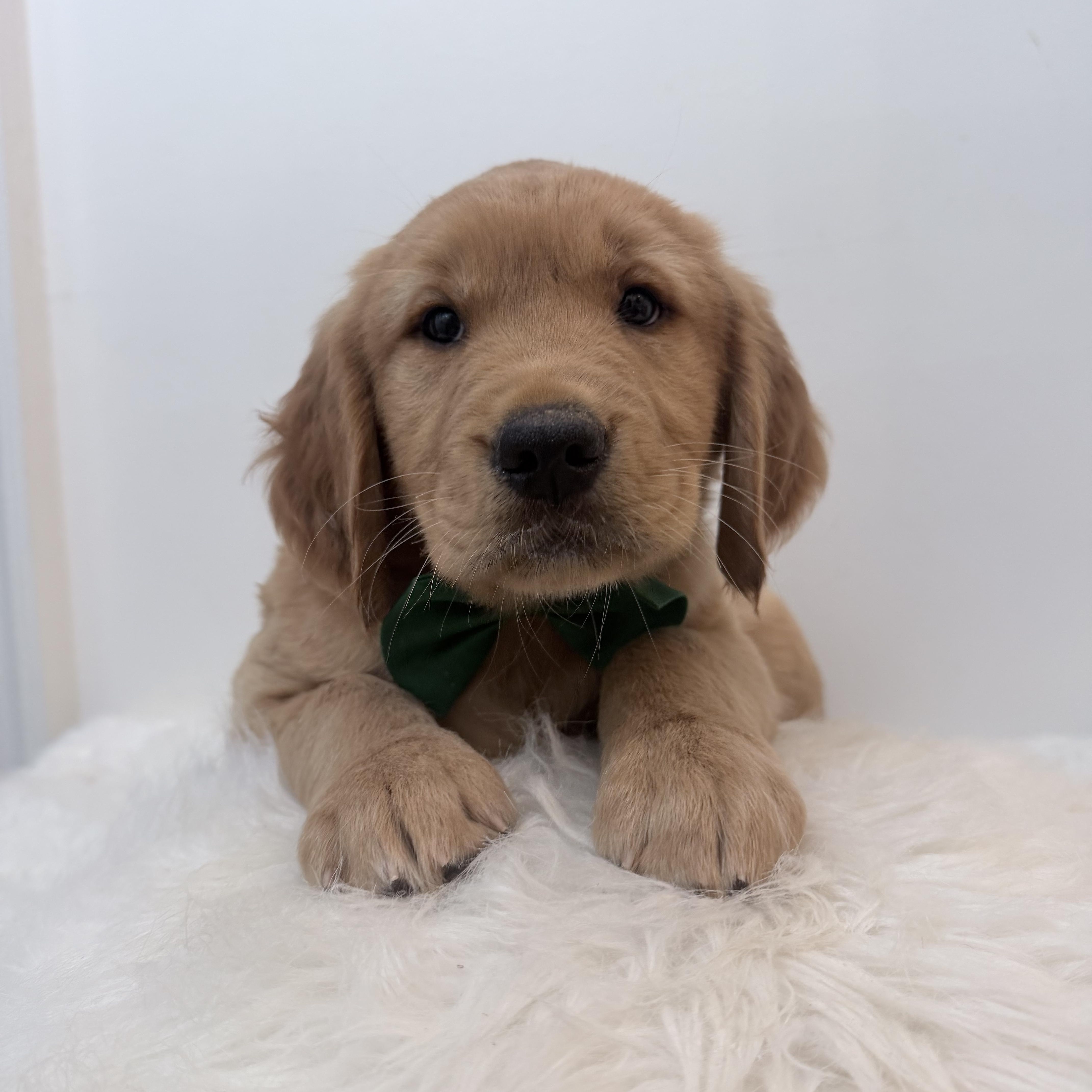 A baby large-sized male Golden Retriever dog named Boomer for adoption in Wrightstown, NJ