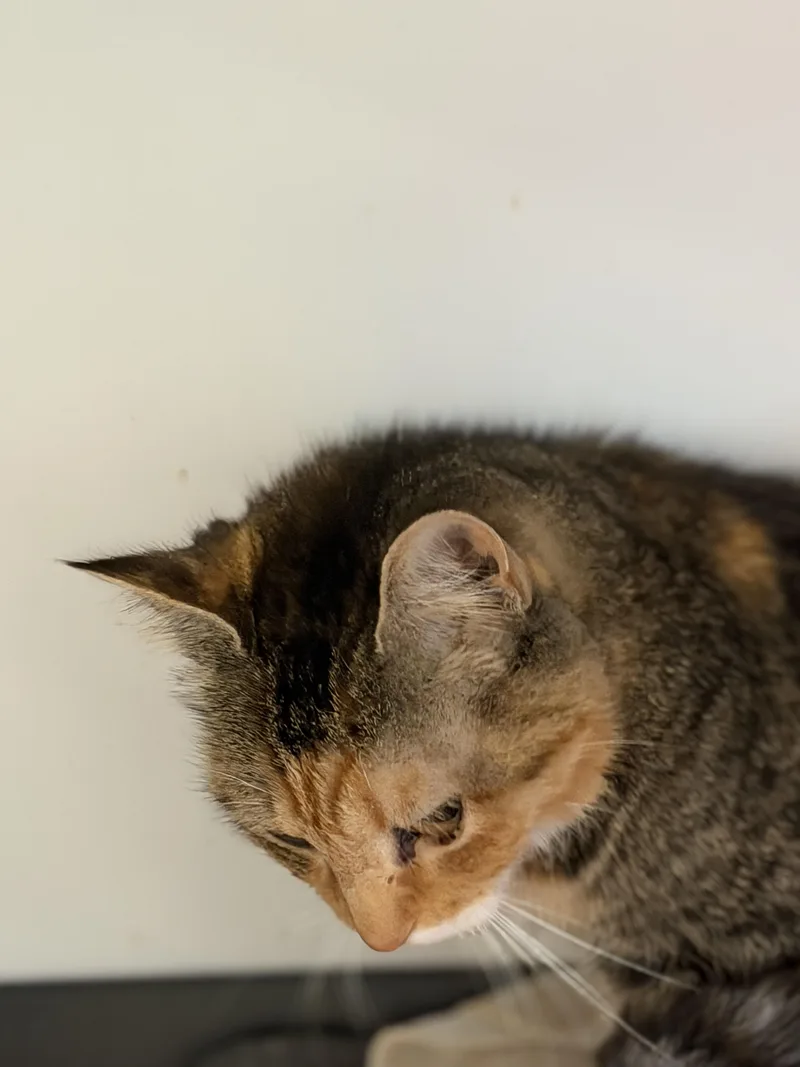 A young medium-sized female Domestic Short Hair cat named Cookie for adoption in Warren, OH