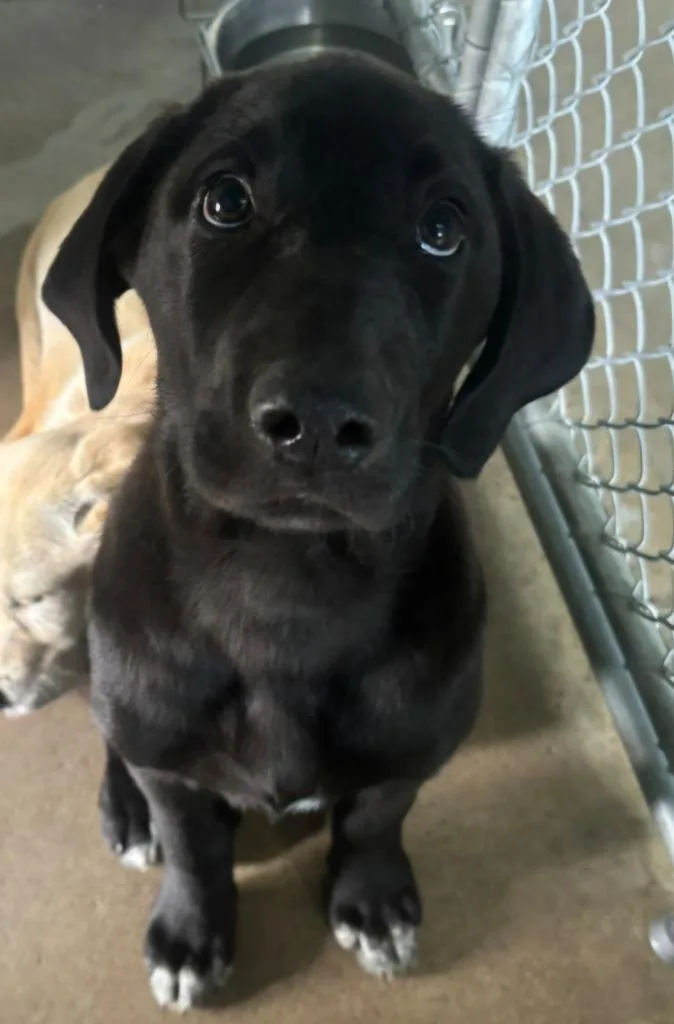 A baby large-sized female Labrador Retriever dog named Duck for adoption in Viroqua, WI