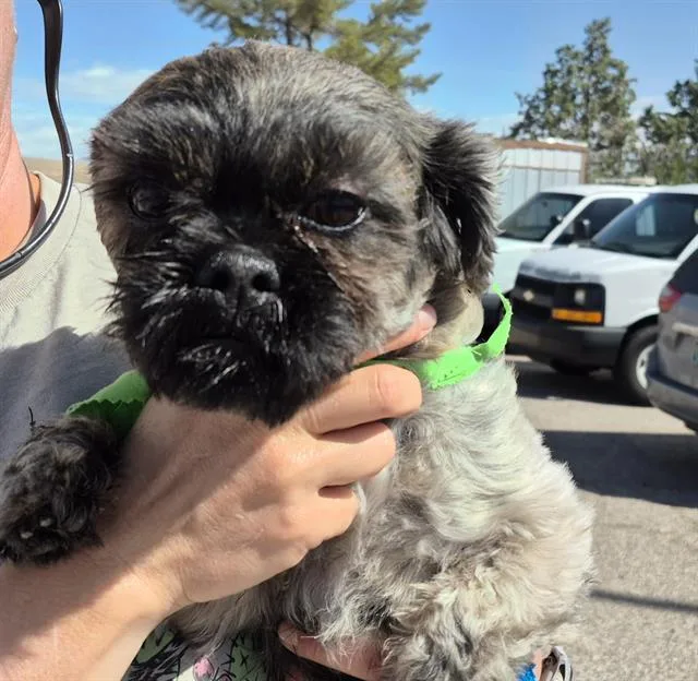 An adult small-sized male Shih Tzu dog named Star for adoption in Albuquerque, NM