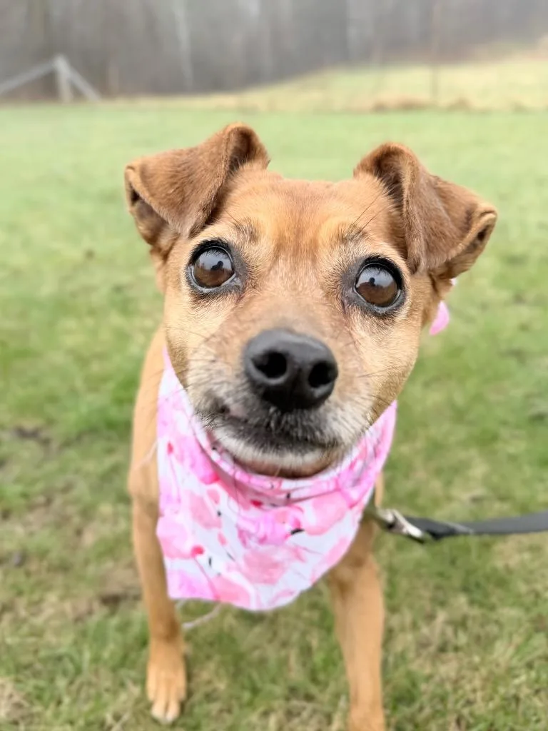 An adult medium-sized female Mixed Breed dog named Ginger for adoption in Menomonie, WI