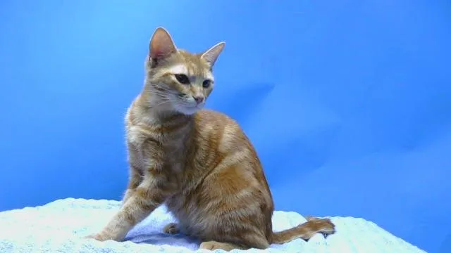 A young medium-sized female Domestic Short Hair cat named Olivia for adoption in Gardena, CA