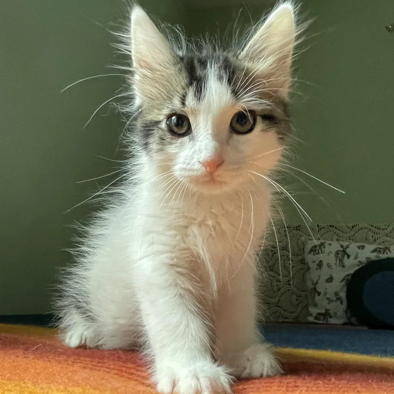 A baby medium-sized male Domestic Medium Hair cat named Tiny Tim for adoption in Buffalo, NY