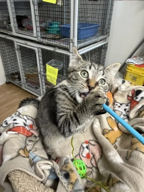 A baby medium-sized male Tabby (Gray / Blue / Silver) Domestic Short Hair cat named Kirby for adoption in Millerstown, PA