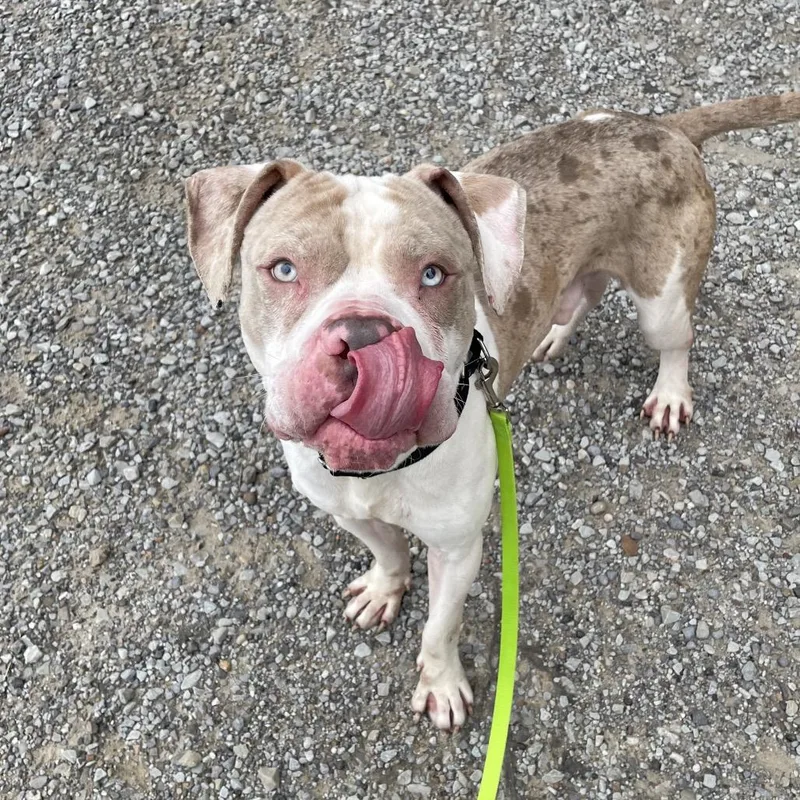 An adult large-sized male White / Cream Mixed Breed dog named Freddie for adoption in Pittsburgh, PA