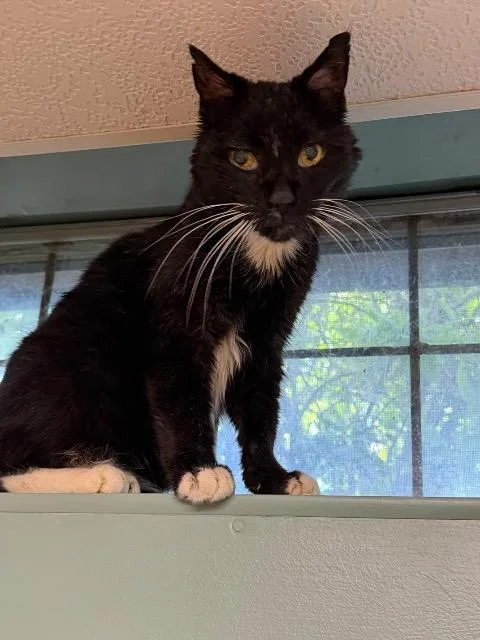 A senior medium-sized male Domestic Short Hair cat named Pepe LeQuill for adoption in Pawtucket, RI