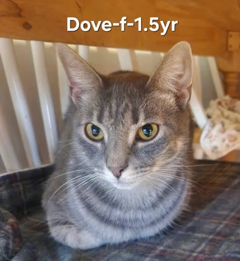 An adult medium-sized female Domestic Short Hair cat named Dove for adoption in Clymer, PA