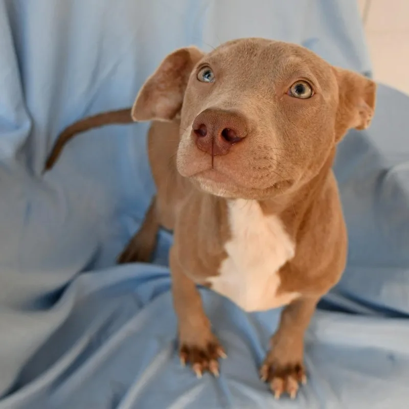 A baby small-sized male Gray / Blue / Silver Pit Bull Terrier dog named Raptor for adoption in Beaumont, TX