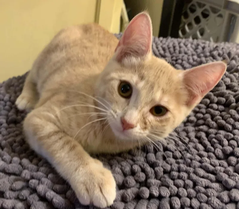 A baby medium-sized female Buff / Tan / Fawn Domestic Short Hair cat named Merritt for adoption in Battle Creek, MI