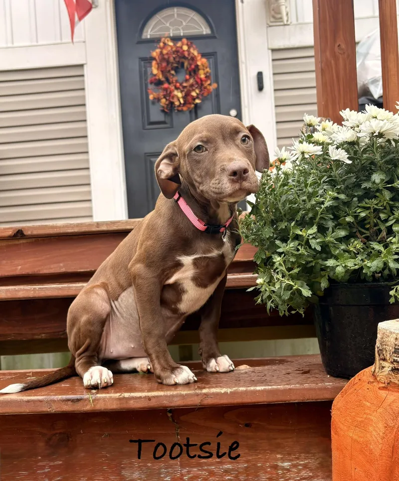 A baby medium-sized female Pit Bull Terrier dog named Tootsie for adoption in Carmel, NY