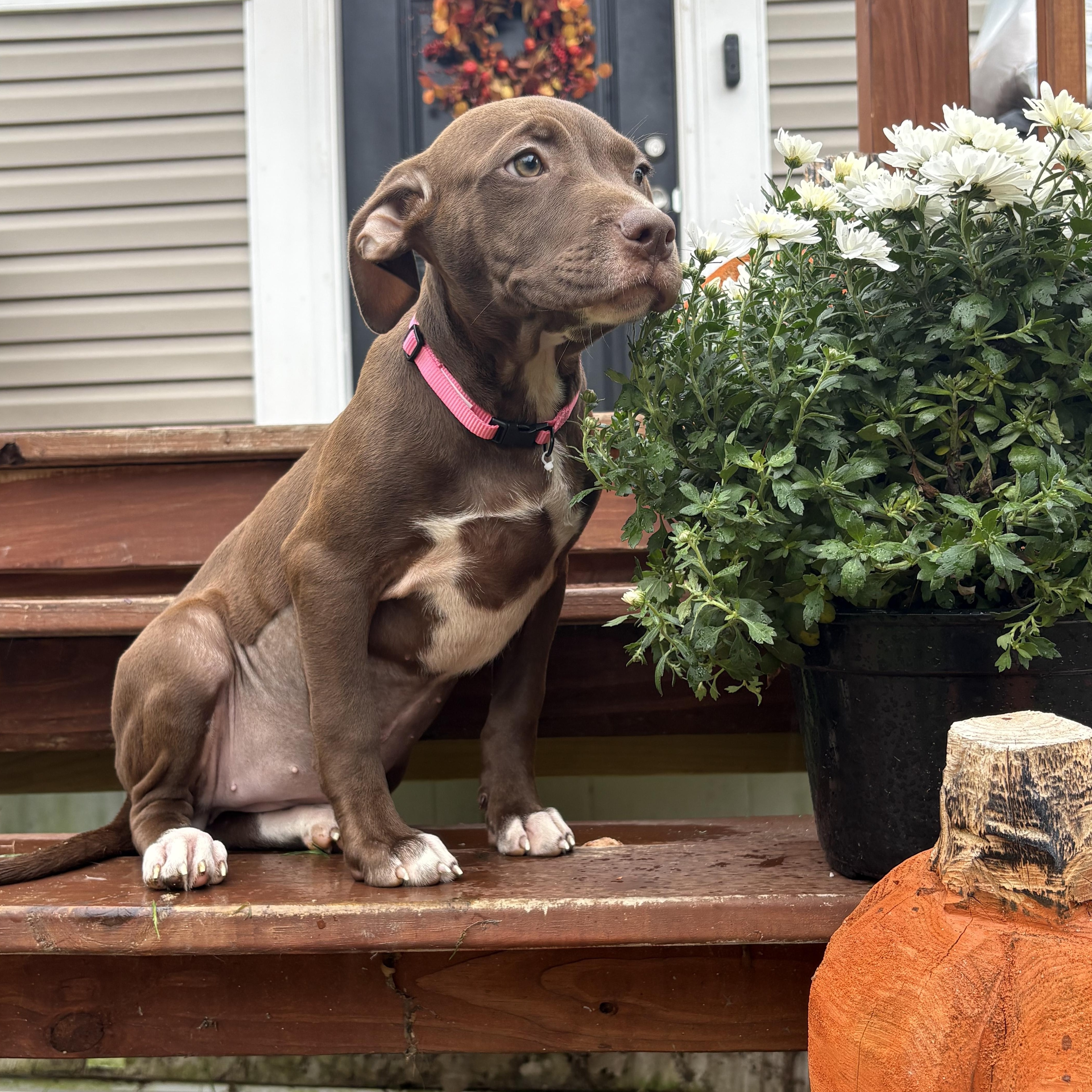 Tootsie thumbnail 3