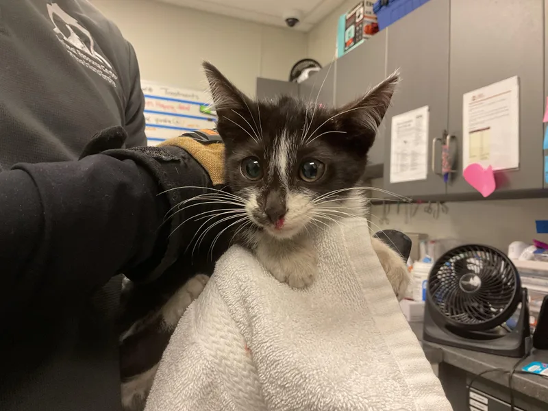 A baby small-sized female Domestic Short Hair cat named Uma for adoption in Ontario, CA