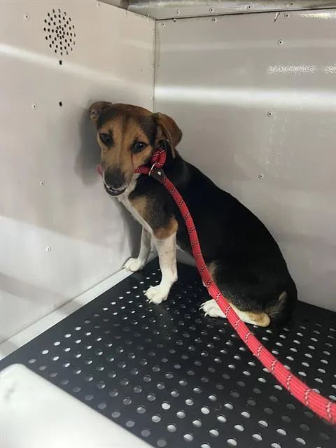 An adult medium-sized male Mixed Breed dog named Jamie for adoption in Palmetto, FL