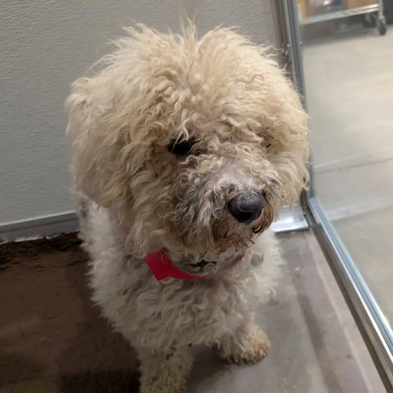 An adult small-sized female Bichon Frise dog named Cloud for adoption in Ocala, FL