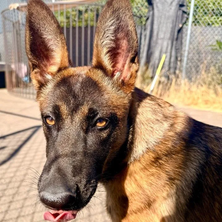 A baby medium-sized female Belgian Shepherd / Malinois dog named Snickerdoodle for adoption in Newberg, OR