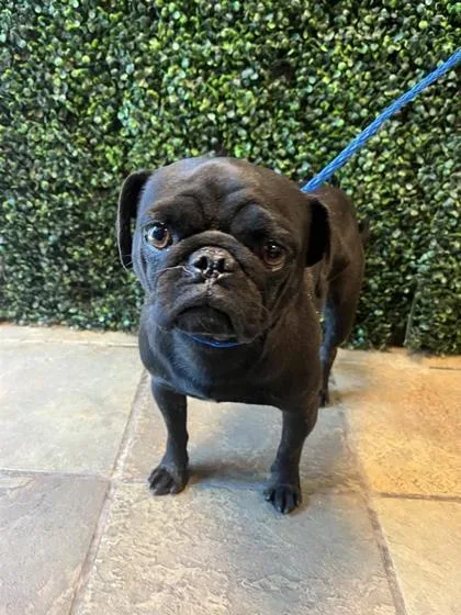 An adult small-sized female Black Pug dog named 61395239 for adoption in El Paso, TX