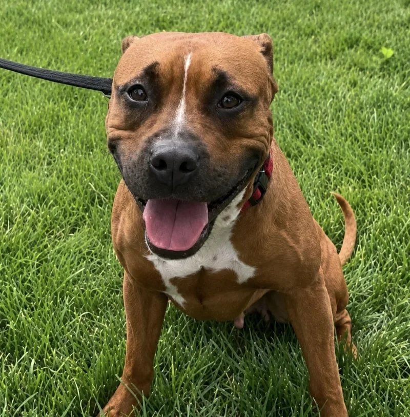 A young medium-sized female Bicolor Pit Bull Terrier dog named Grandella for adoption in Naperville, IL
