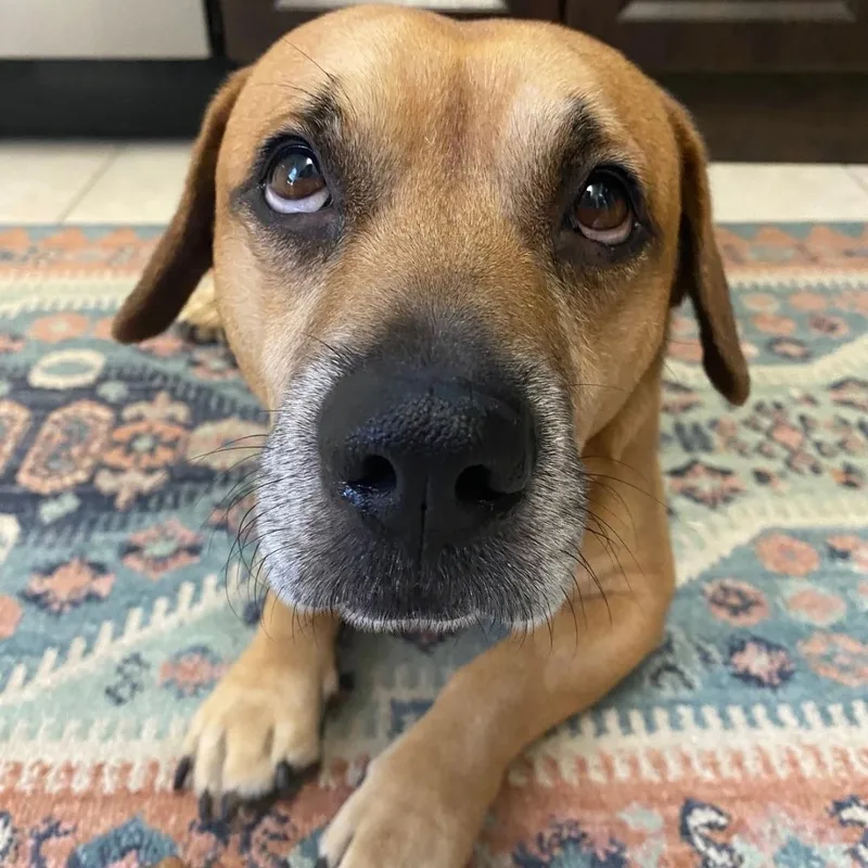 An adult small-sized male Golden Black Mouth Cur dog named Felix for adoption in Palm City, FL