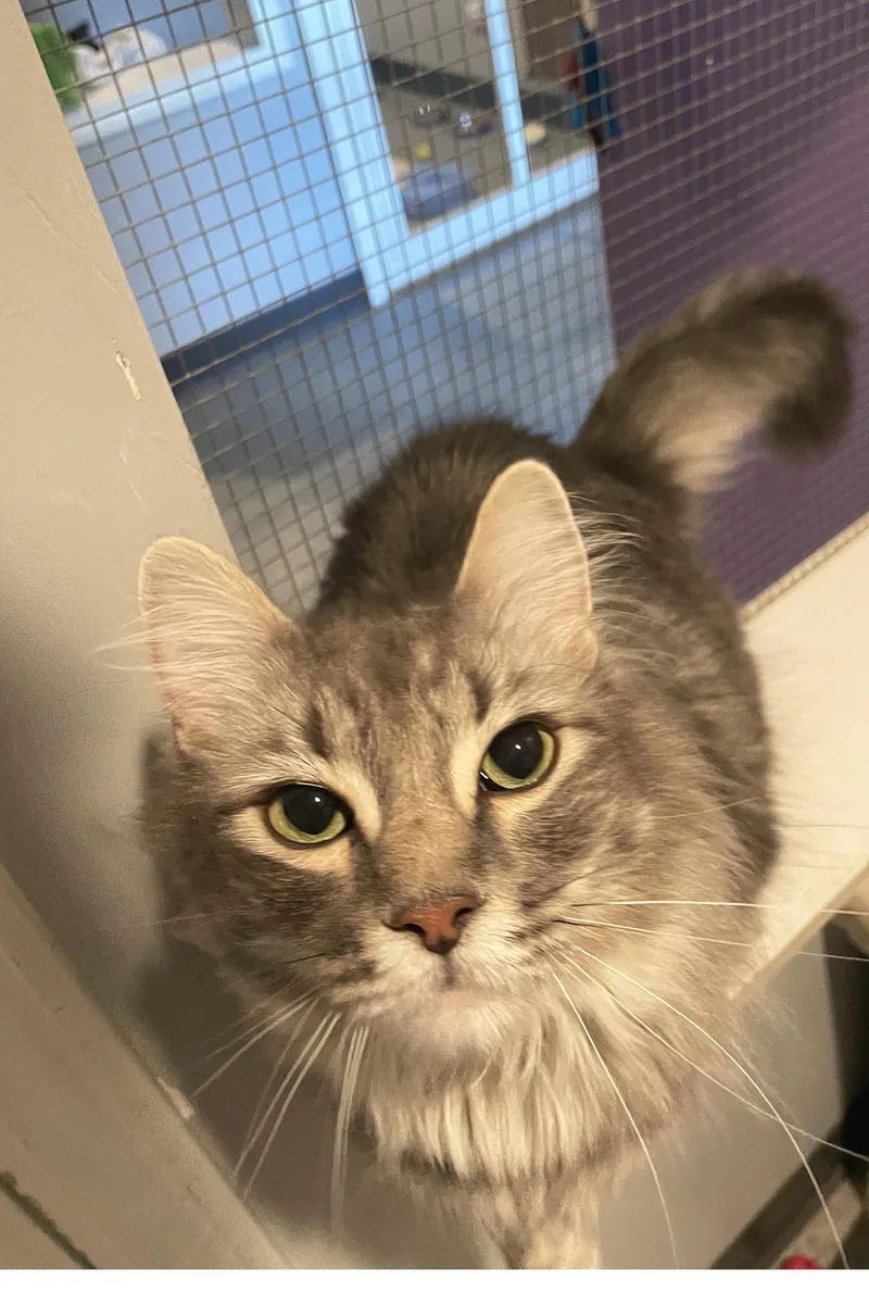 A young large-sized male Gray / Blue / Silver Domestic Medium Hair cat named Jangle for adoption in Lincoln, NE