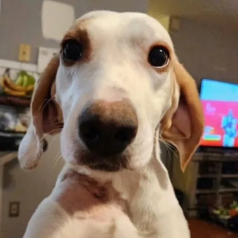 An adult medium-sized male White / Cream Hound dog named 25-01918 for adoption in Fredericksburg, VA