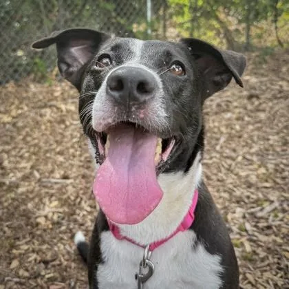 An adult large-sized female Mixed Breed dog named Lucy for adoption in Largo, FL