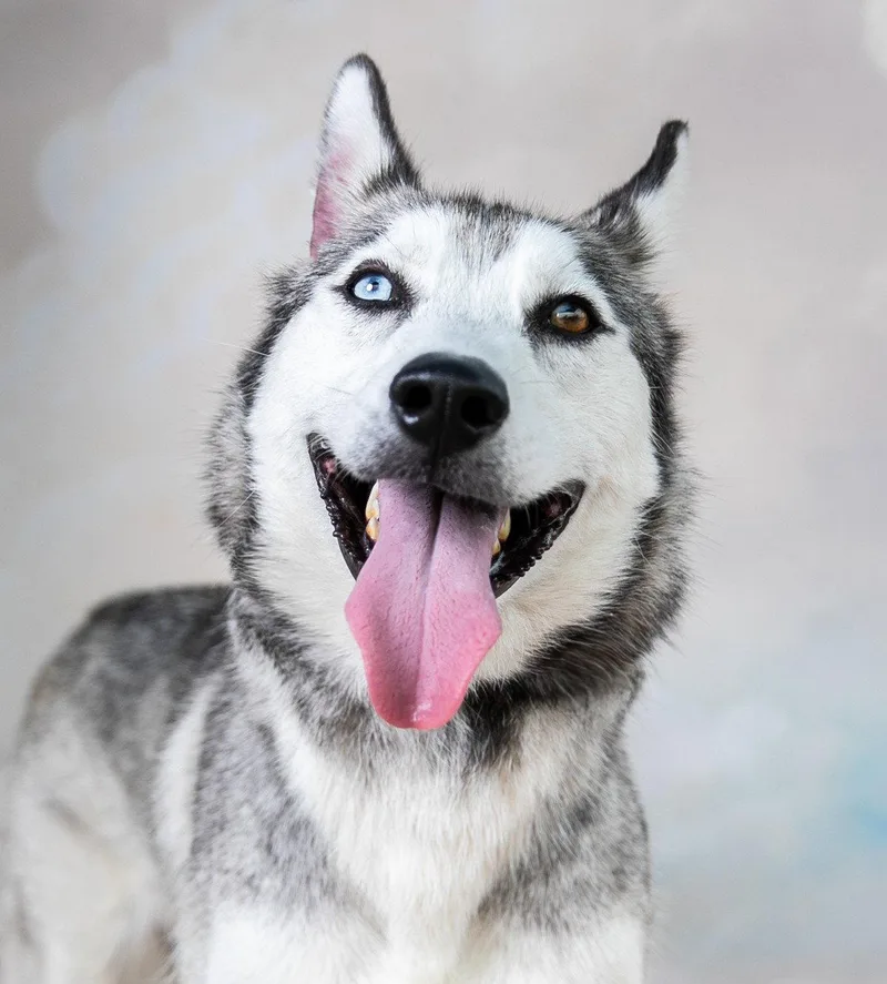 An adult medium-sized male Siberian Husky dog named Blue for adoption in Pasadena, CA