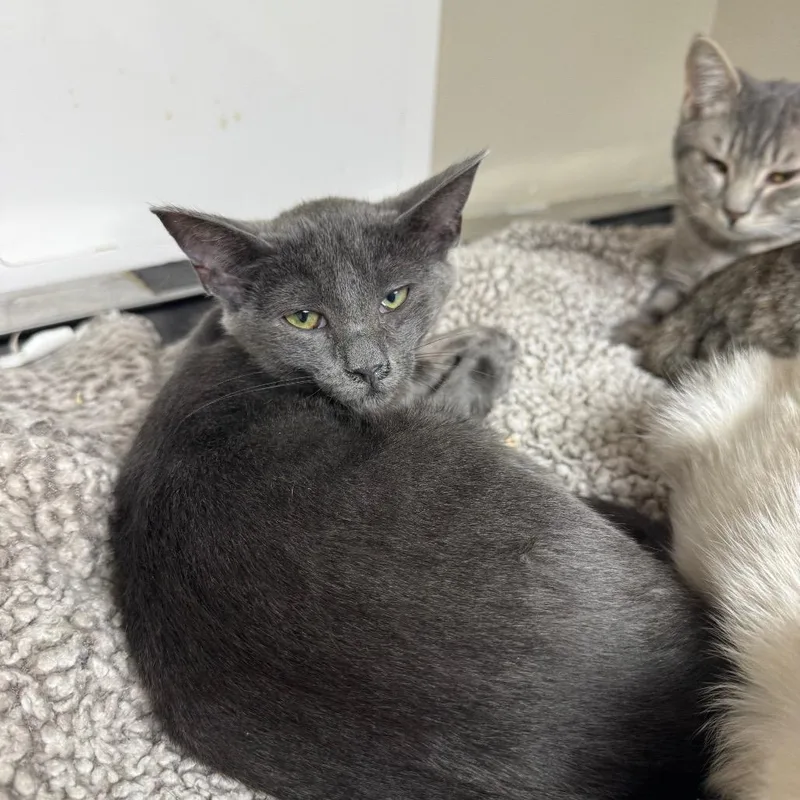 A baby small-sized female Gray / Blue / Silver Domestic Short Hair cat named Spur for adoption in Blue Ridge, GA