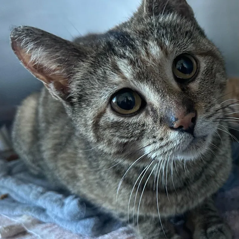 A young medium-sized female Torbie Domestic Short Hair cat named Prop Hunt for adoption in Matteson, IL
