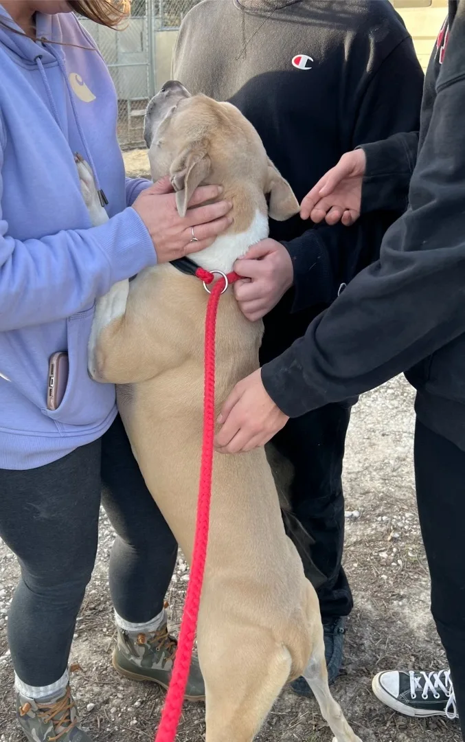 A young large-sized female Black Mouth Cur dog named Tori for adoption in Anna, TX