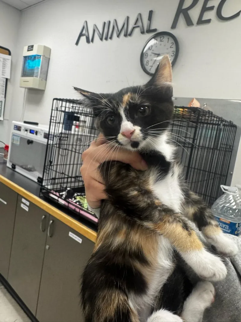 A baby small-sized female Domestic Short Hair cat named Sol for adoption in Van Nuys, CA