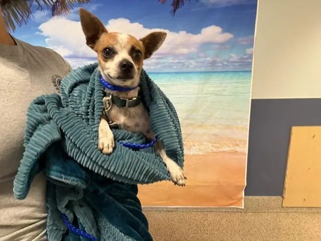 An adult small-sized male Chihuahua dog named Toby for adoption in Miami, FL