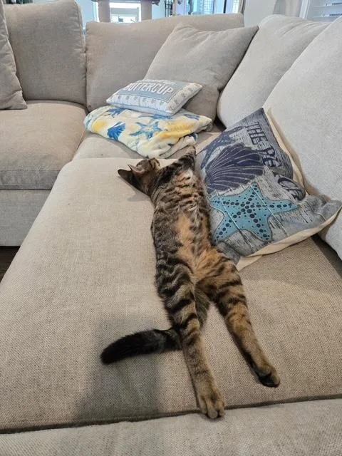 Suki& Thor thumbnail 2