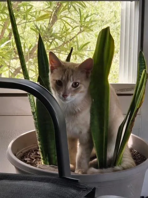 Suki& Thor thumbnail 3