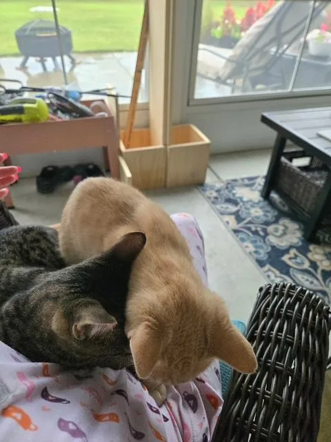 Suki& Thor thumbnail 5