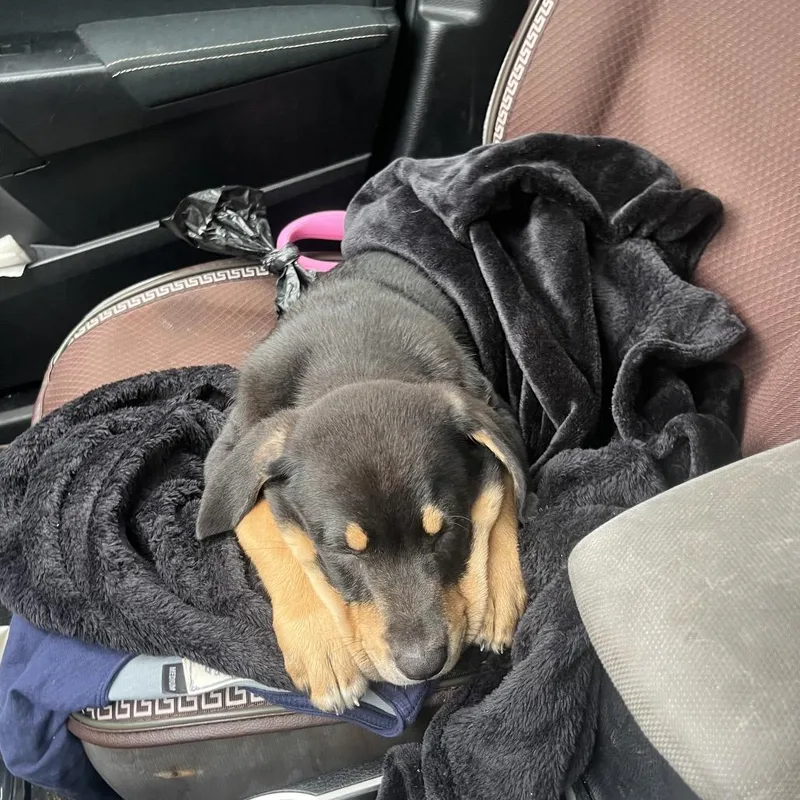 A baby small-sized male Black Doberman Pinscher dog named Cornelius for adoption in Silver Spring, MD