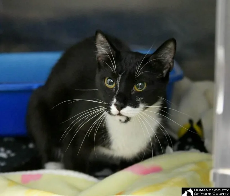 An adult medium-sized female Domestic Short Hair cat named Bluegill for adoption in Fort Mill, SC